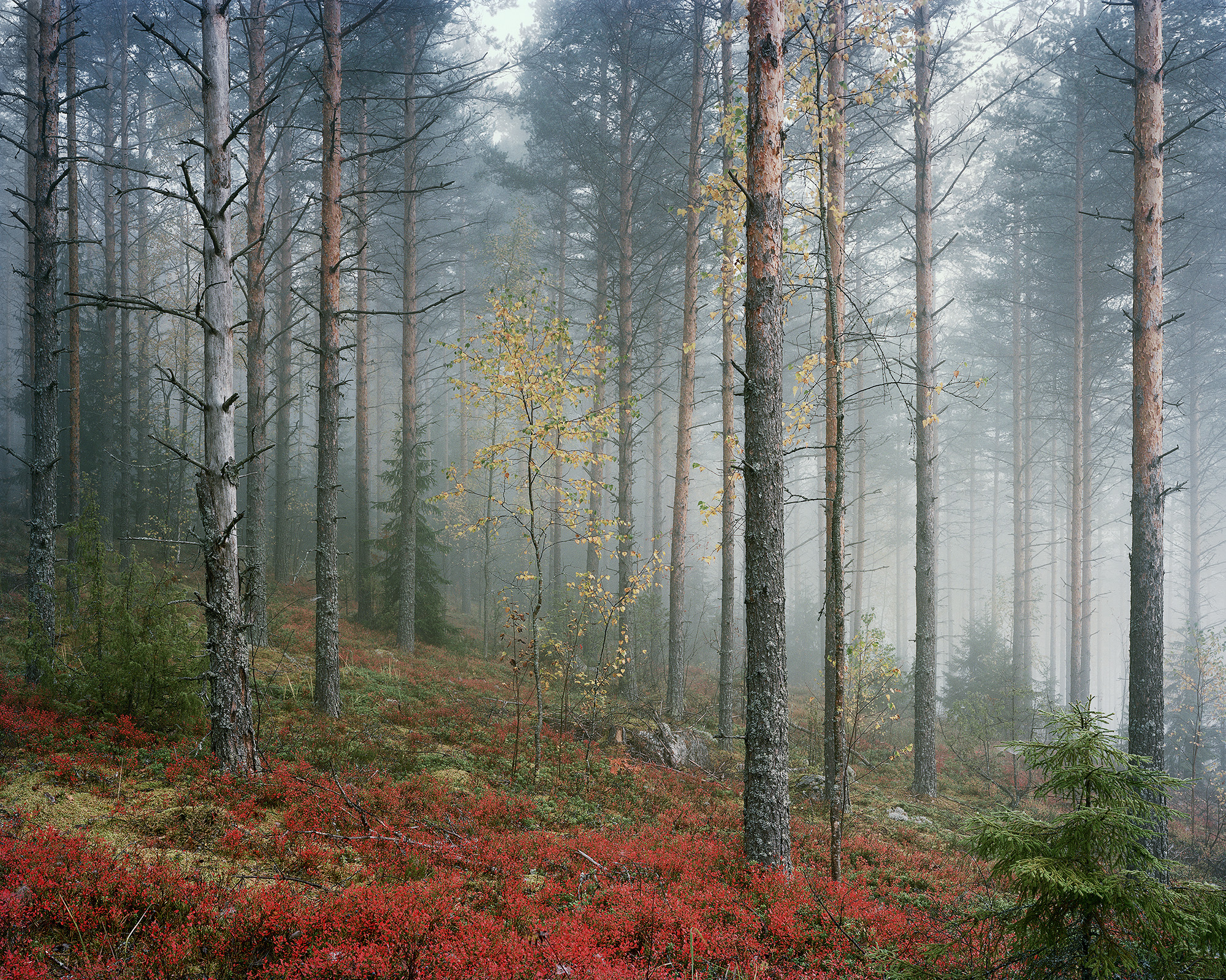 Automne rouge #5
