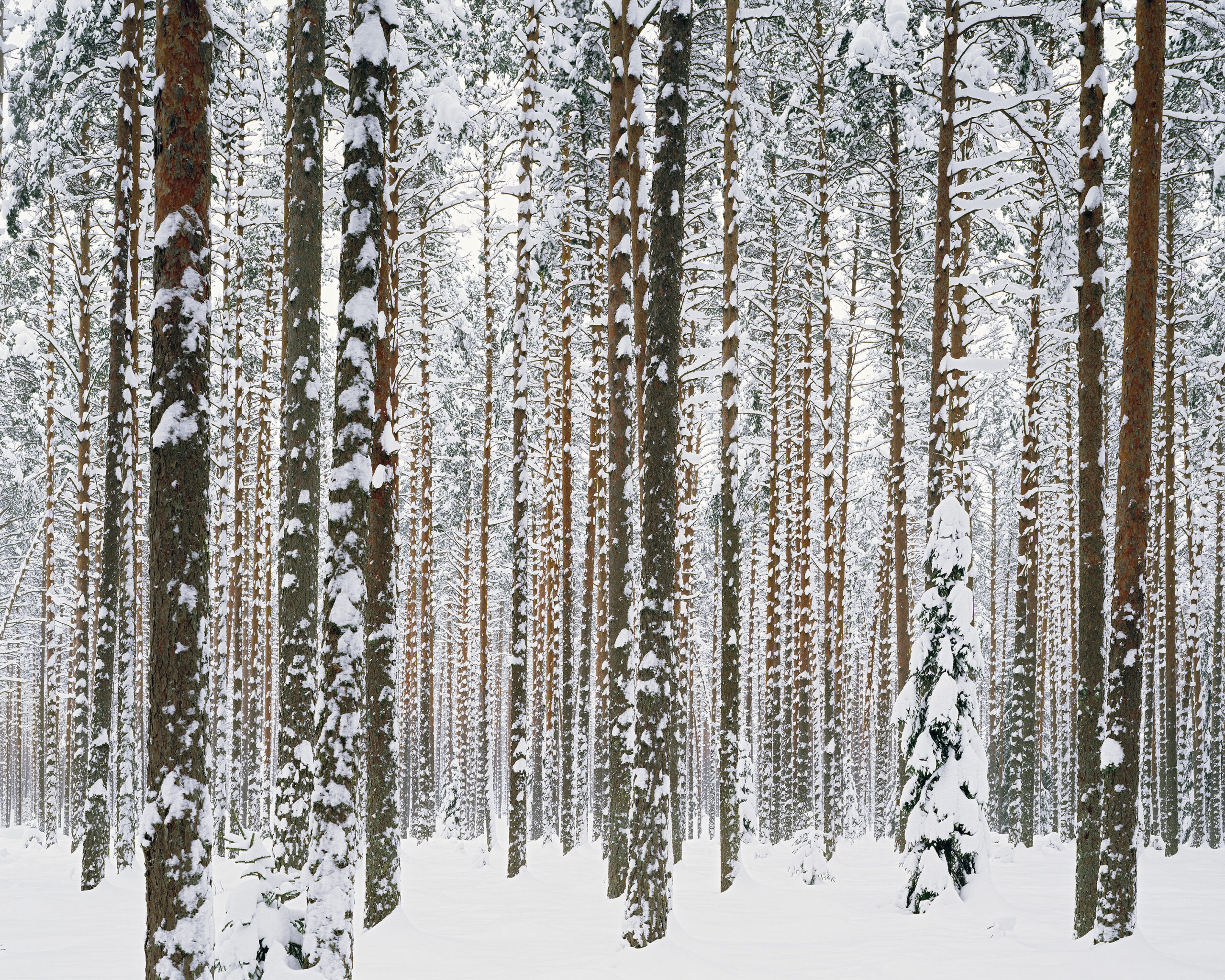 Pins, hiver #1